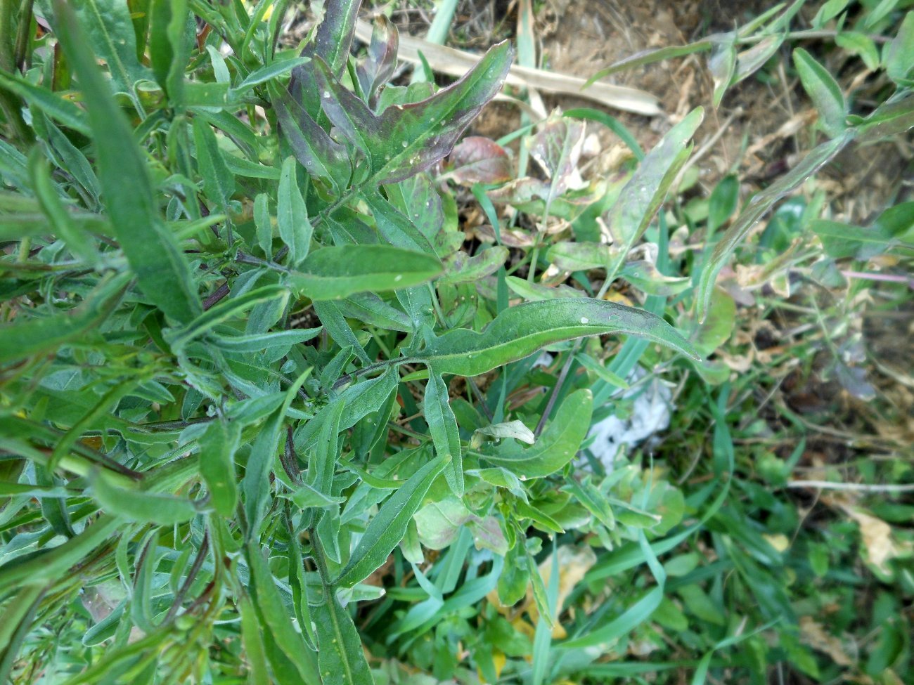 Sisymbrium orientale L. / Erba cornacchia orientale